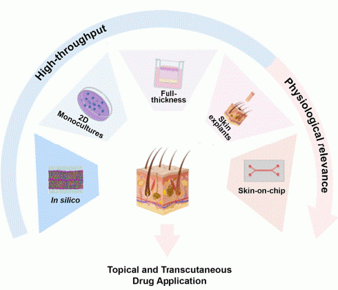 Approaches to mimic skin physiology for topical and transcutaneous drug application.